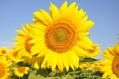 Sunflower 843431 960 720